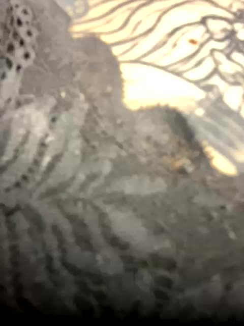 shnesyne Live Sex December 17, 2025