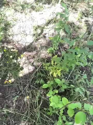 SSaibaliii Live Sex December 17, 2025