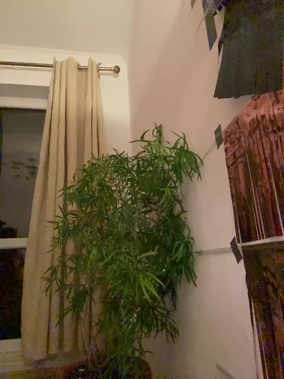 Roksi-8 Live Sex December 14, 2025