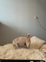 AlisaDoll444 Live Sex December 14, 2025