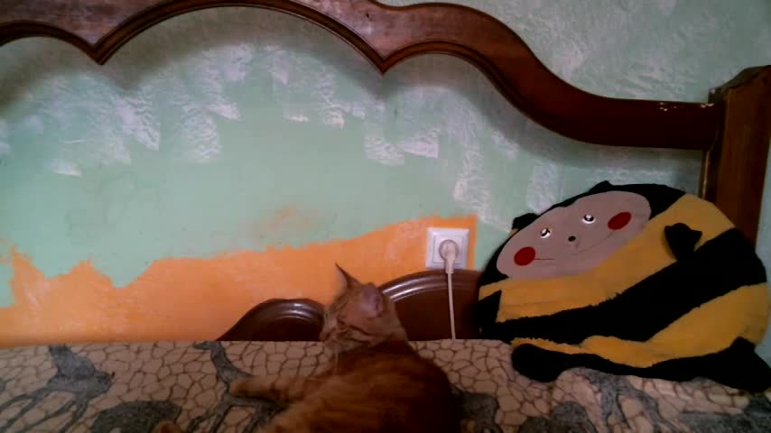 DennisXCaroll Live Sex December 17, 2025