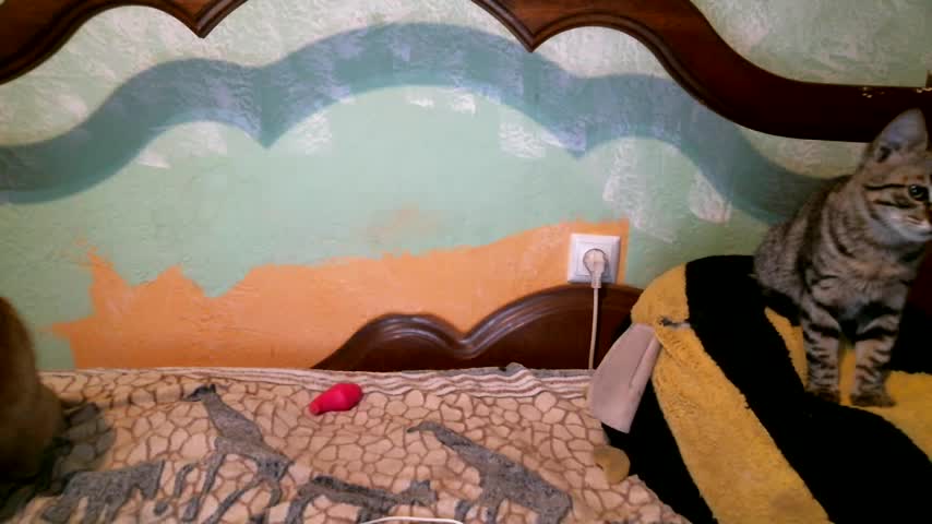 DennisXCaroll Live Sex December 17, 2025