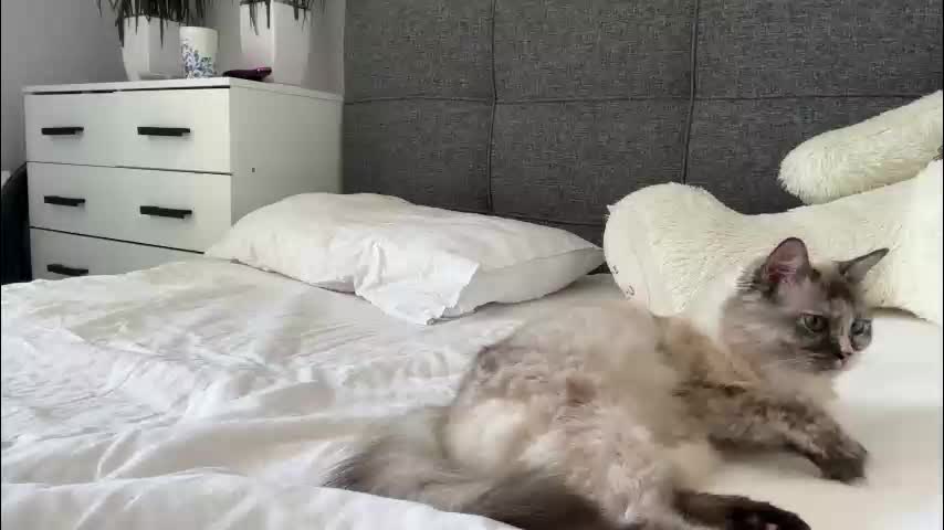 sweetdreamvic Live Sex December 13, 2025