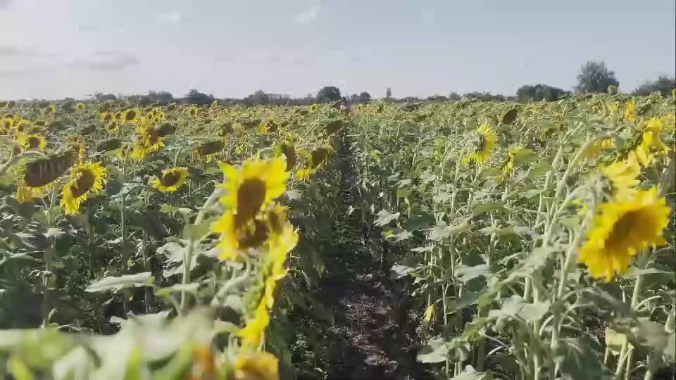 sunflower0907 Live Sex December 14, 2025