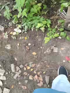 EVIL_TITS Live Sex December 17, 2025