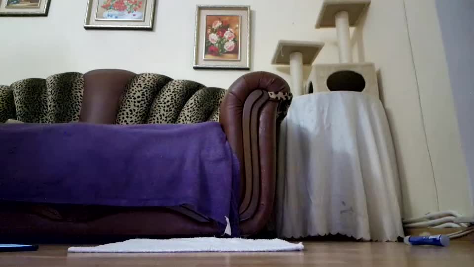 likechoco Live Sex December 14, 2025