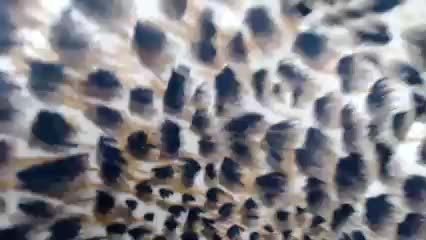 Veta-Viola Live Sex December 18, 2025