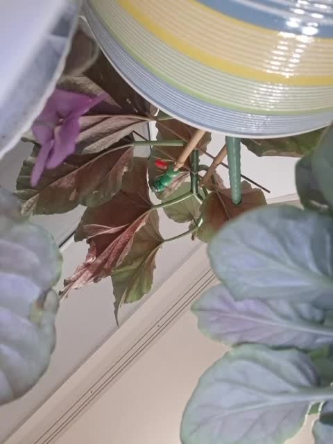 Napoliana Live Sex December 14, 2025