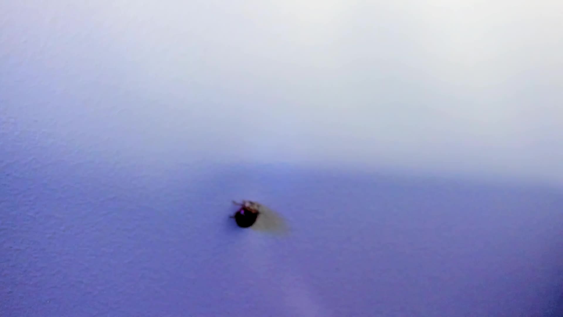 WebSamkaa Live Sex December 13, 2025