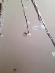 IsabellaBoni Live Sex December 13, 2025