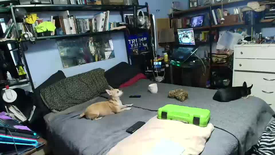 pink_black Live Sex December 17, 2025