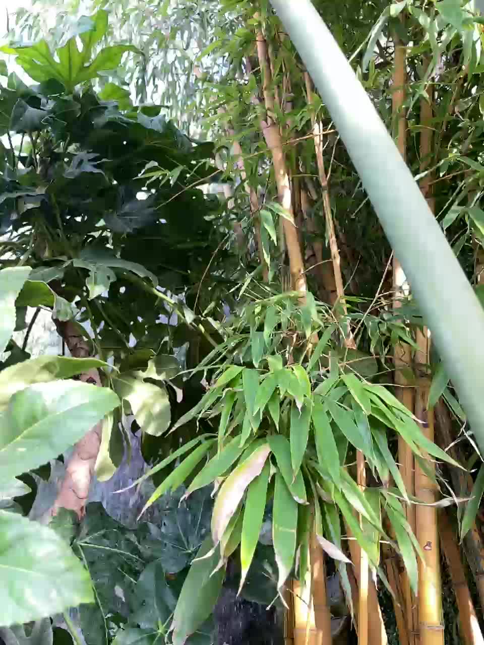 RedAura Live Sex December 15, 2025