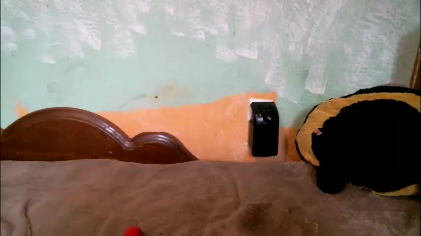 dennisxcarol Live Sex October 8, 2025