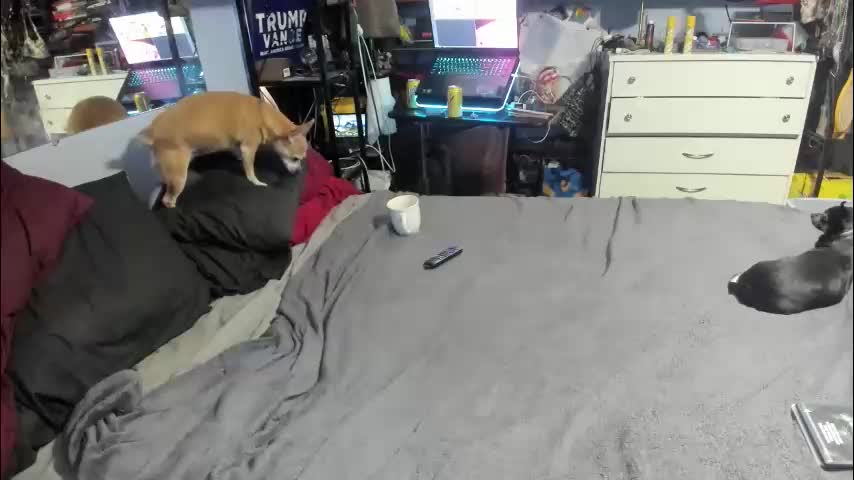 pink_black Live Sex December 18, 2025