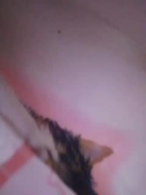 Bogina1 Live Sex December 14, 2025