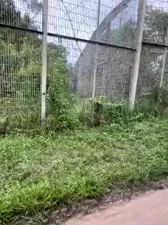 MoanaQliphoth Live Sex October 31, 2025