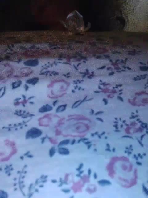 EmpressLady Live Sex 2025.11.03