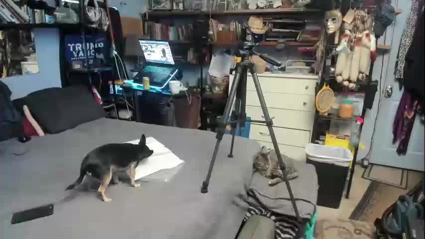 pink_black Live Sex December 17, 2025