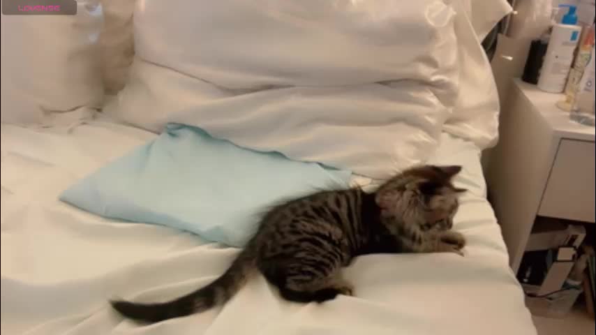 demontriaxx Live Sex December 13, 2025