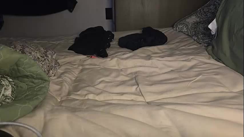 poppunk4life Live Sex December 13, 2025