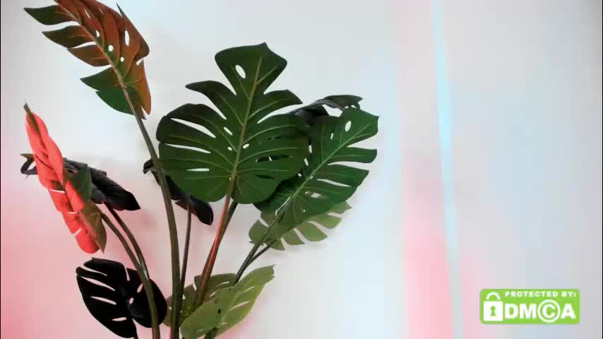 ashllovee_ Live Sex November 16, 2025