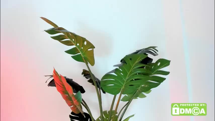 ashllovee_ Live Sex December 14, 2025