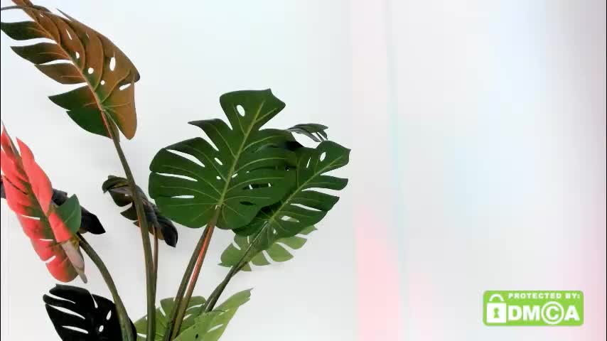 ashllovee_ Live Sex December 14, 2025