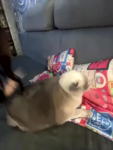 Queen_of_pain Live Sex December 15, 2025