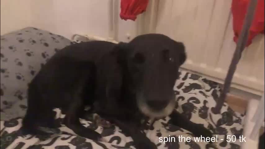 fairydreams_ Live Sex 2025.11.20