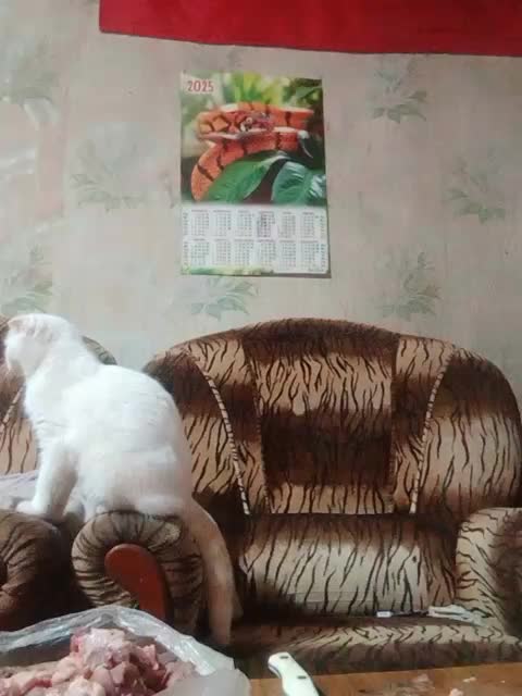 Calibriya Live Sex December 15, 2025