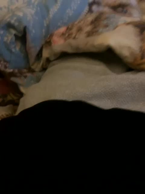 KisasexAlex Live Sex December 13, 2025