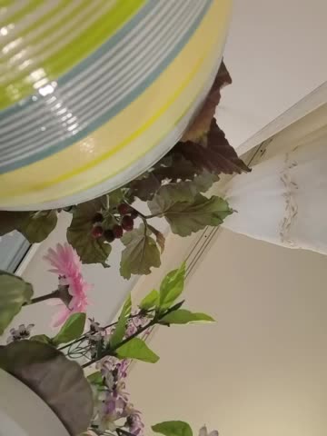 Napoliana Live Sex December 1, 2025