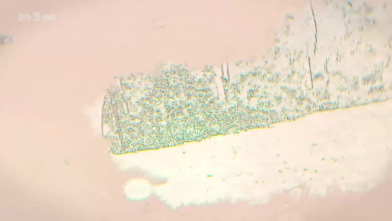 Taanni Live Sex 2025.12.19