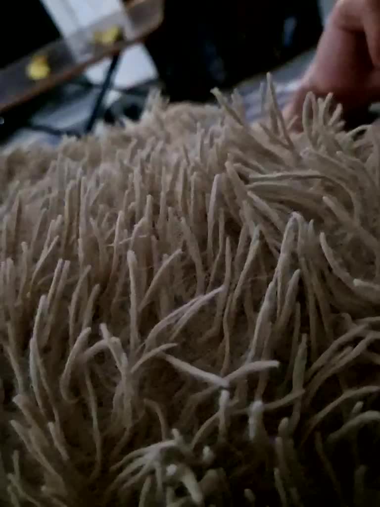 Para222a Live Sex 2025.12.21