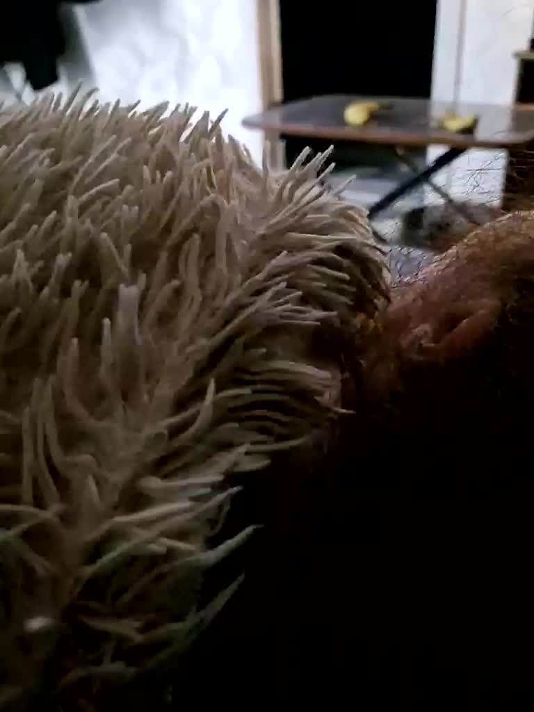 Para222a Live Sex 2025.12.21