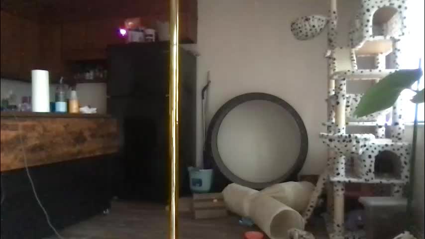 venustheflytrap Live Sex January 11, 2026