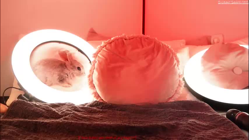 kirstendanston Live Sex January 12, 2026