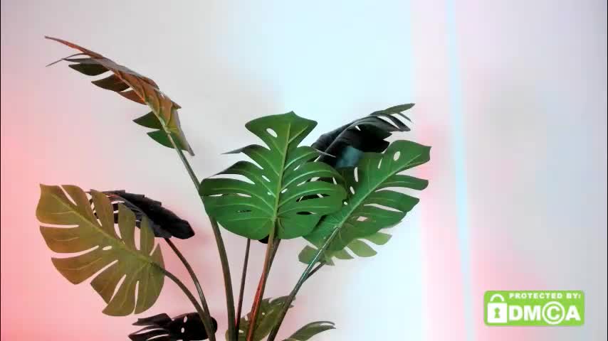 ashllovee_ Live Sex January 13, 2026