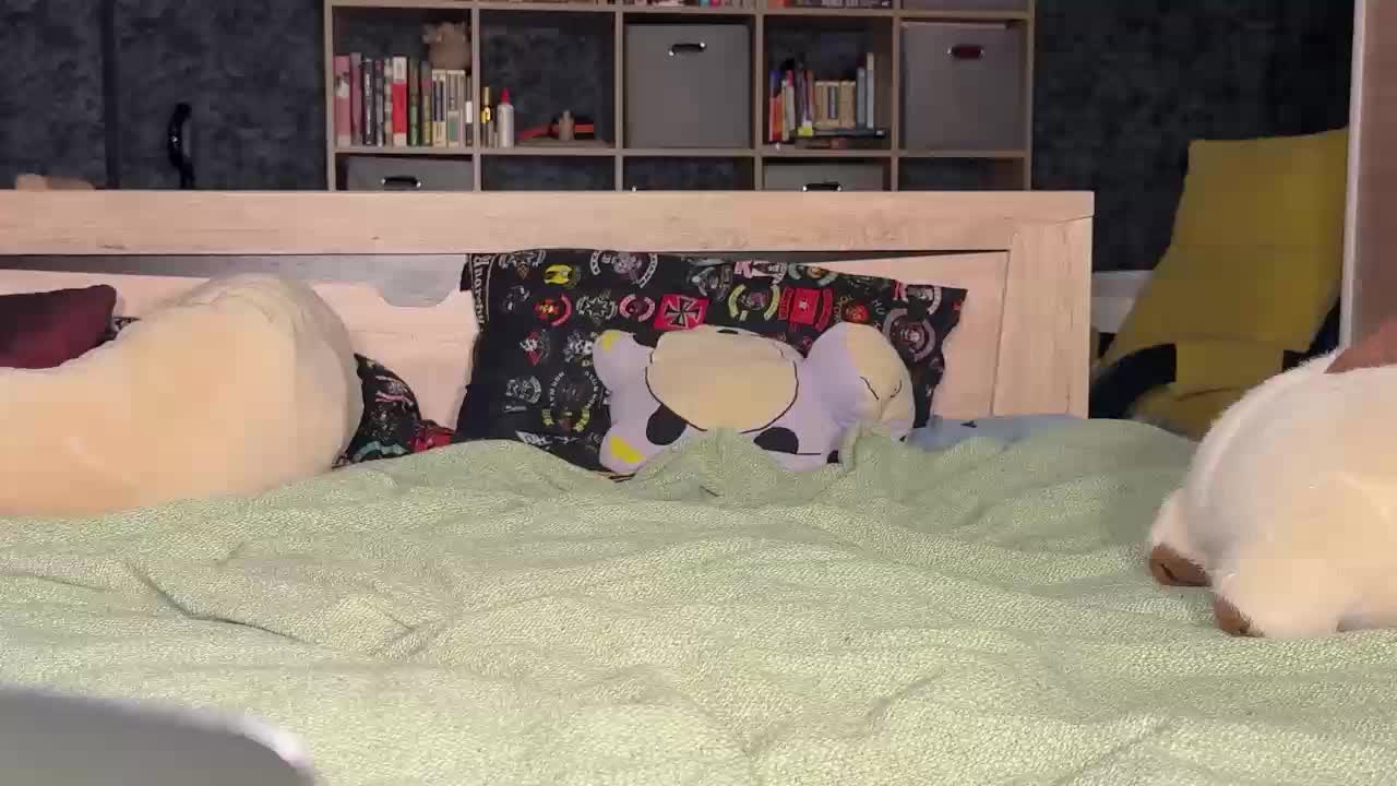 charmingaura1 Live Sex January 19, 2026