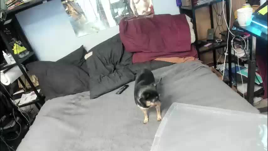 pink_black Live Sex January 23, 2026