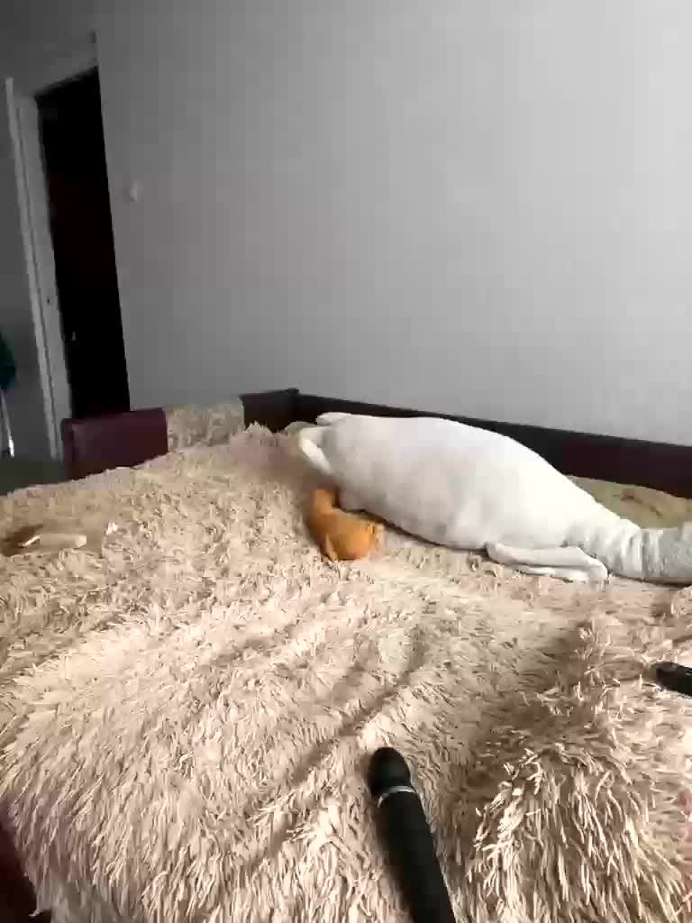 Xyligana Live Sex January 24, 2026