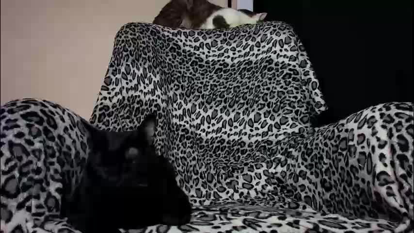 missslola Live Sex January 30, 2026