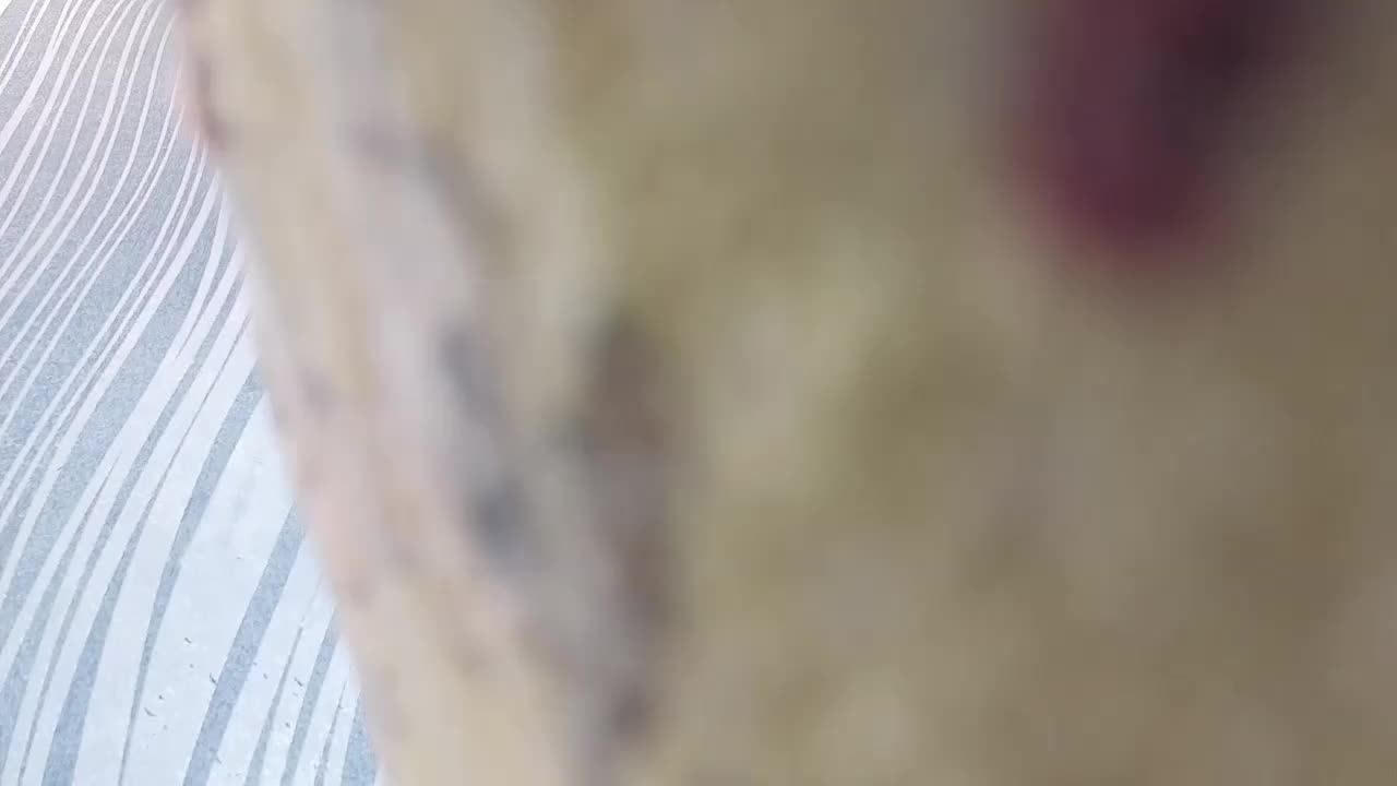 BlondieGirl Live Sex January 30, 2026