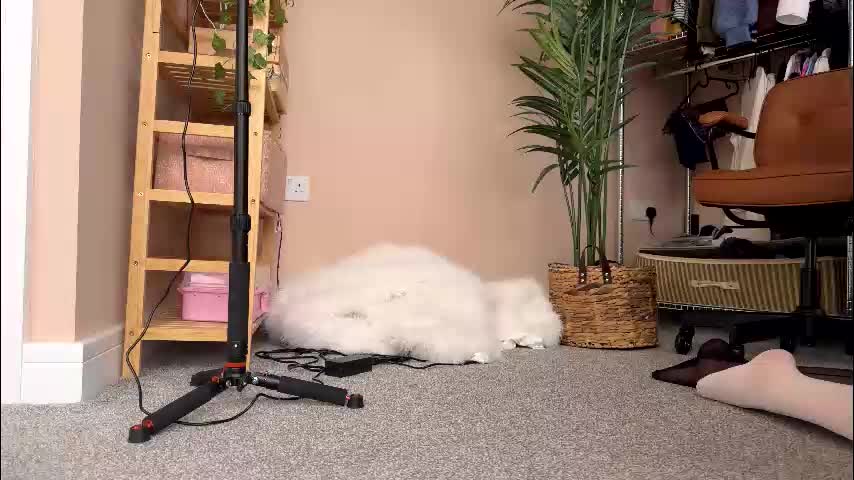 vixenp Live Sex February 3, 2026