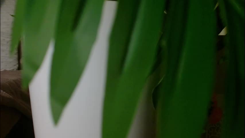 imcarrieberry Live Sex February 4, 2026