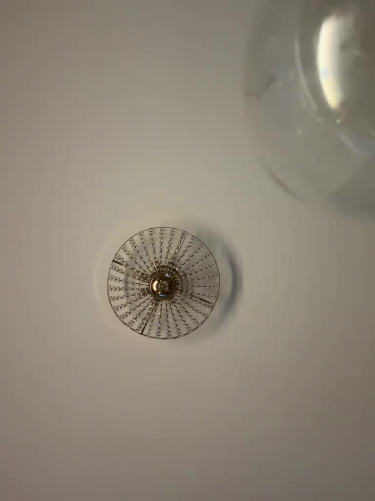 seilyfox Live Sex February 8, 2026