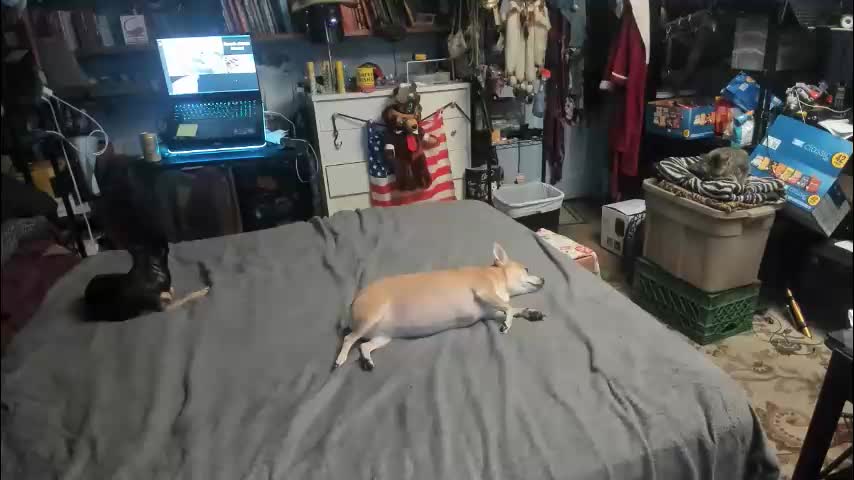 pink_black Live Sex February 17, 2026