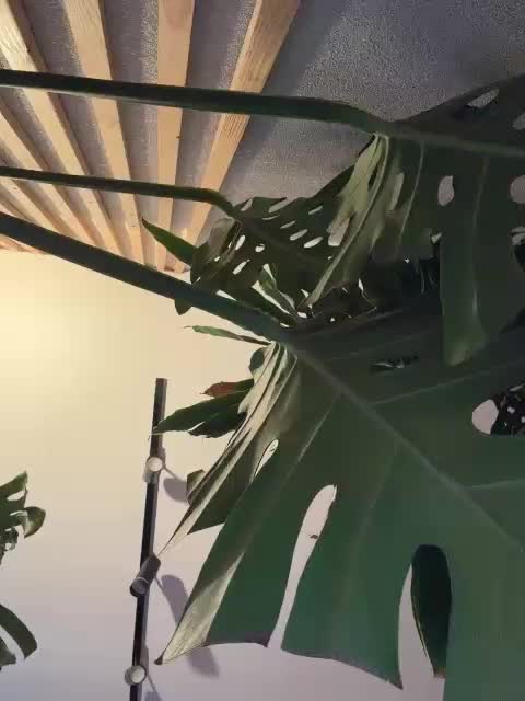 NorbertKlopp Live Sex February 17, 2026