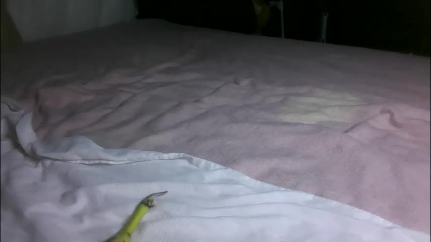 babe_singer_undercover Live Sex February 19, 2026