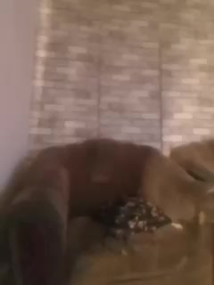 CerdAyaz Live Sex February 21, 2026